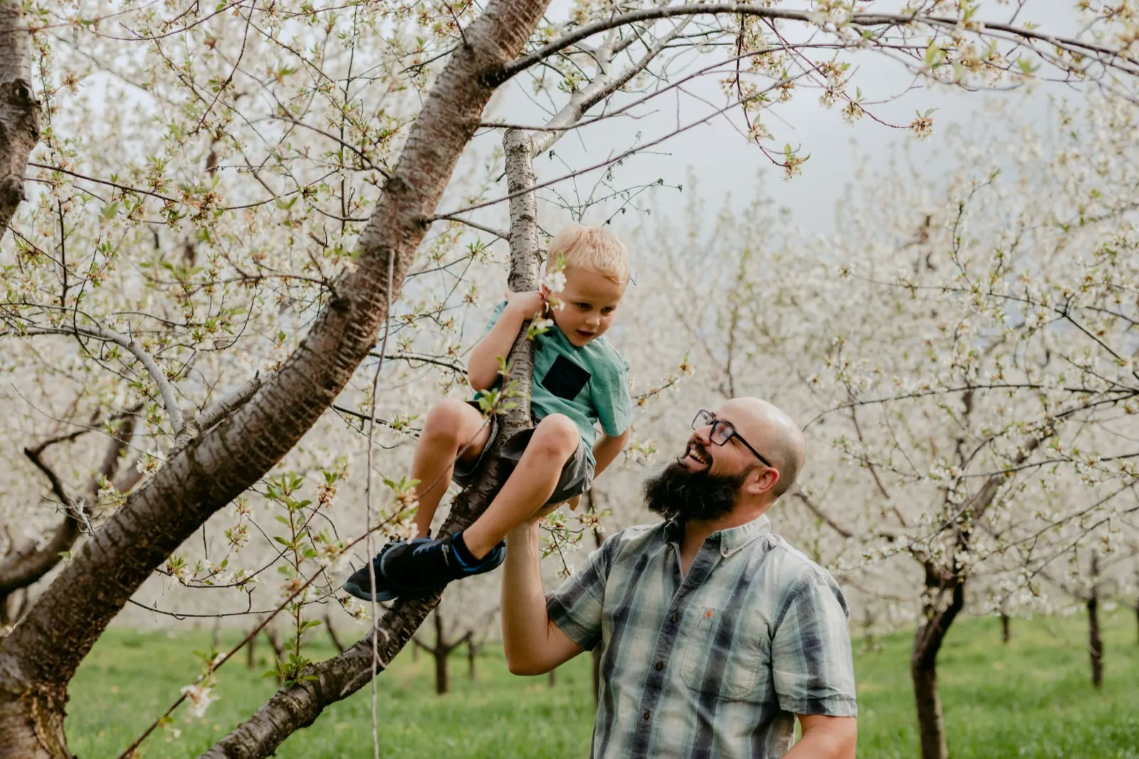 A father lifting his son onto a flowering cherry tree branch in a Traverse City orchard